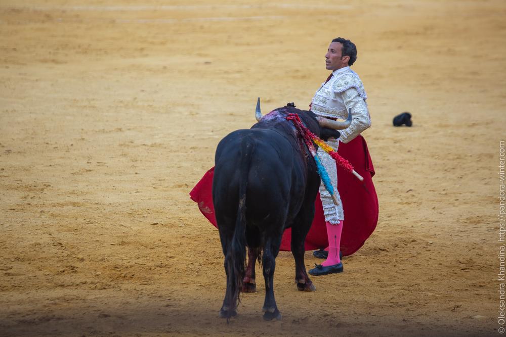 Taurina @ La plaza de La Malagueta, 2025-08-19 
