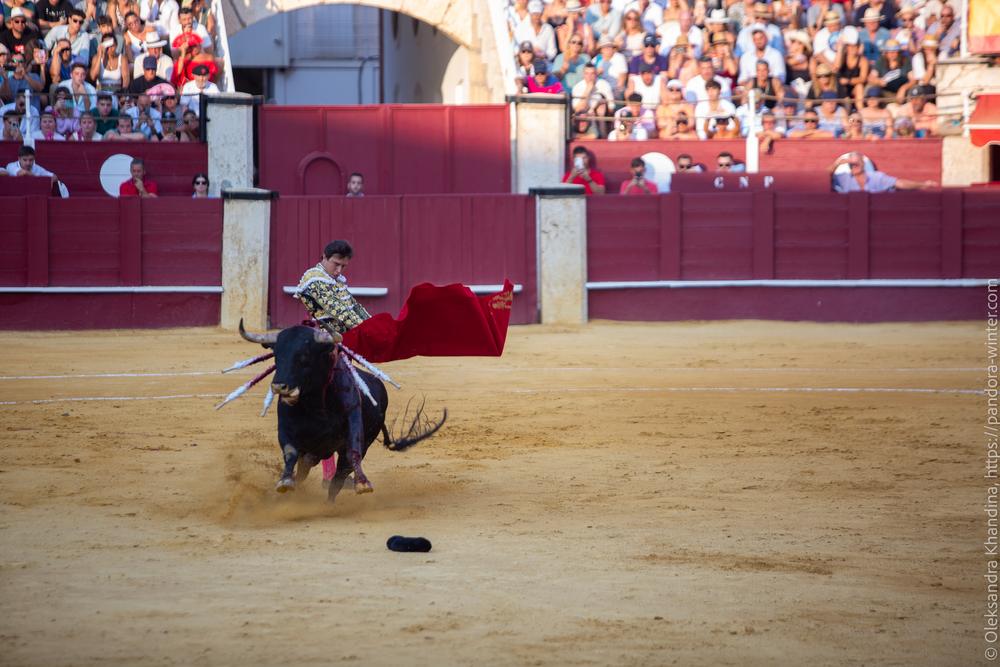 Taurina @ La plaza de La Malagueta, 2025-08-19 