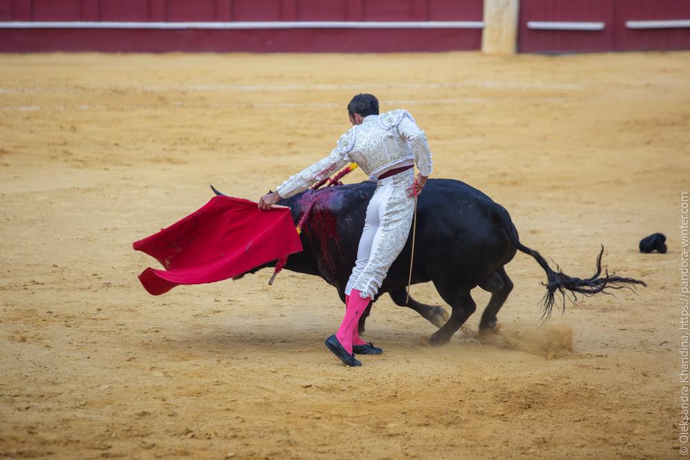 Taurina @ La plaza de La Malagueta, 2025-08-19 