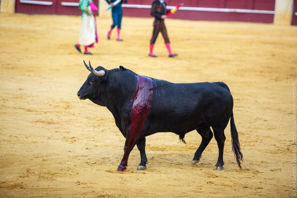 Taurina @ La plaza de La Malagueta, 2025-08-19 