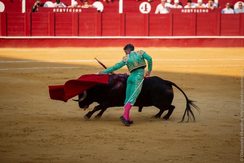 Taurina @ La plaza de La Malagueta, 2025-08-19 