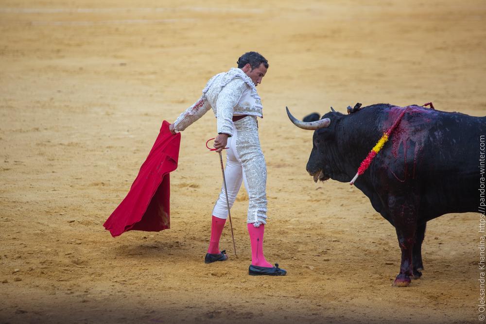 Taurina @ La plaza de La Malagueta, 2025-08-19 