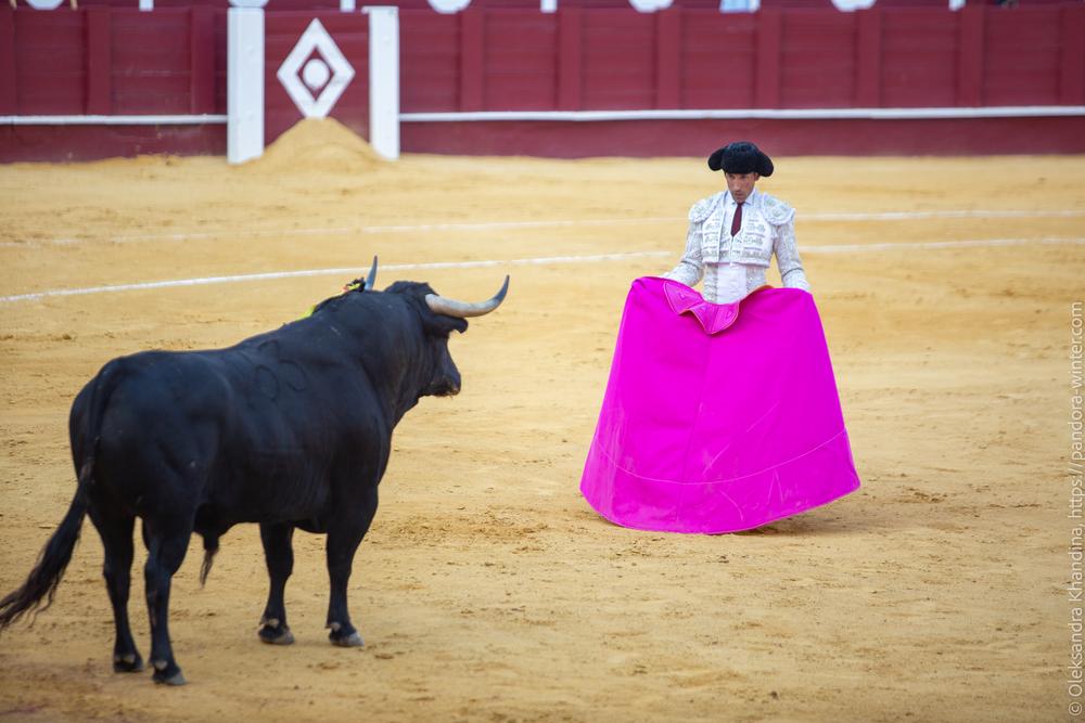 Taurina @ La plaza de La Malagueta, 2025-08-19 