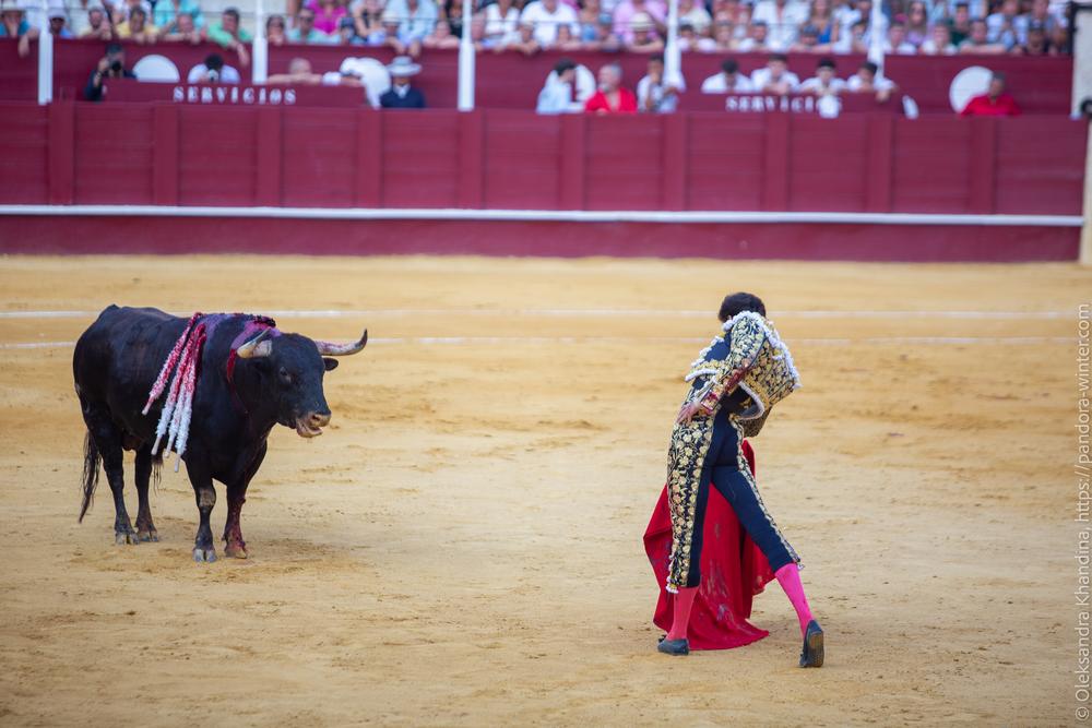 Taurina @ La plaza de La Malagueta, 2025-08-19 