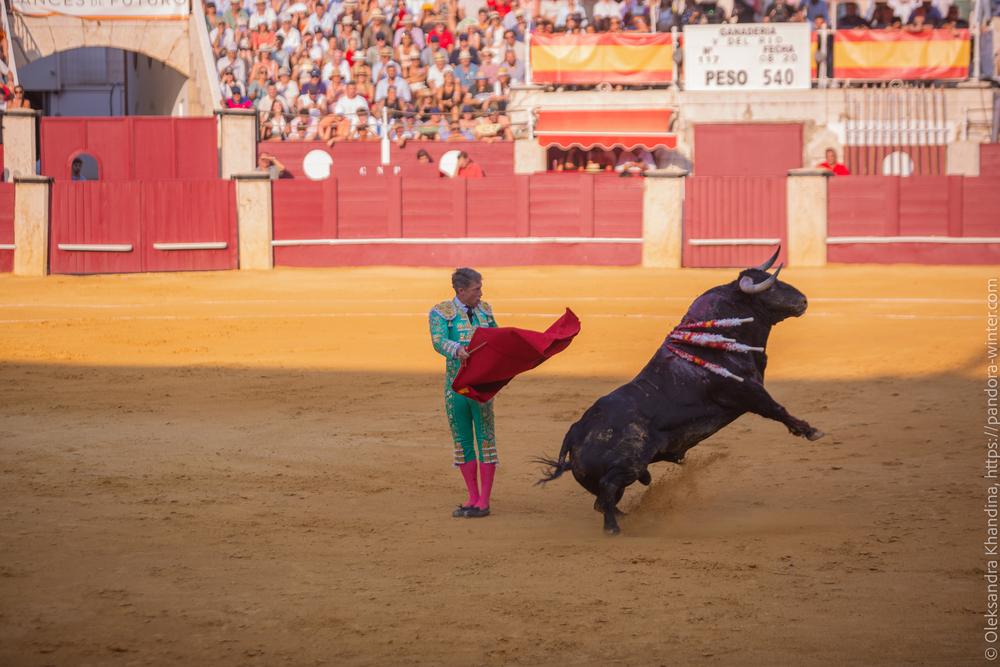 Taurina @ La plaza de La Malagueta, 2025-08-19 