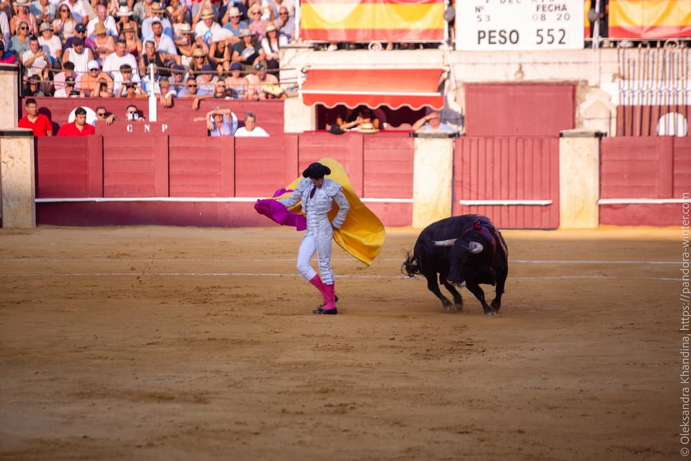 Taurina @ La plaza de La Malagueta, 2025-08-19 