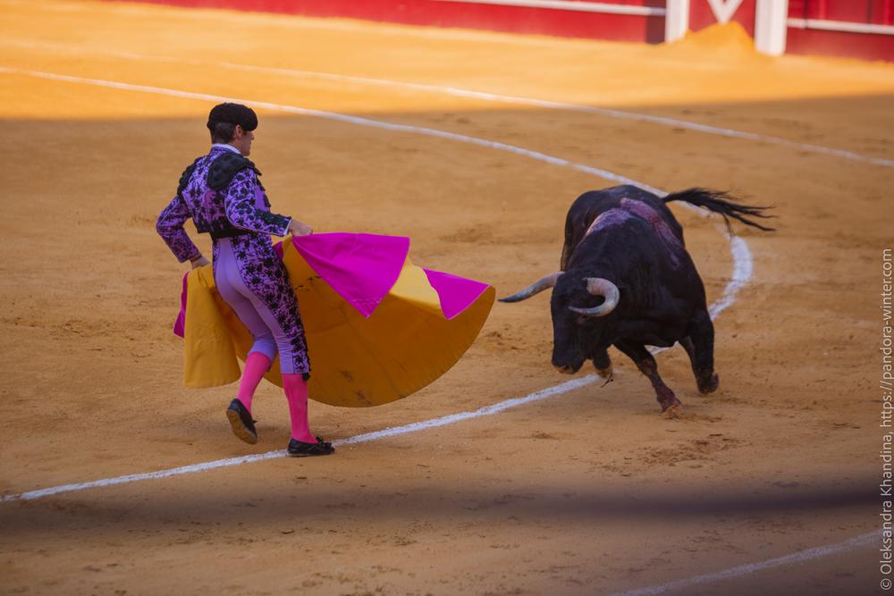 Taurina @ La plaza de La Malagueta, 2025-08-19 