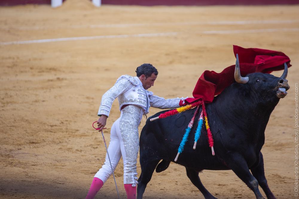 Taurina @ La plaza de La Malagueta, 2025-08-19 