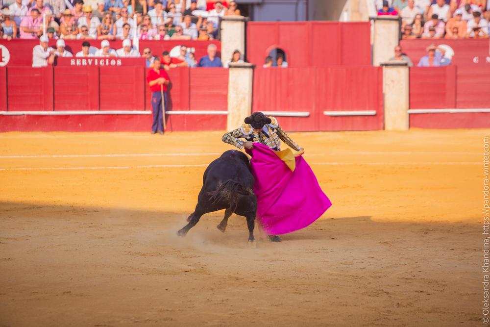 Taurina @ La plaza de La Malagueta, 2025-08-19 