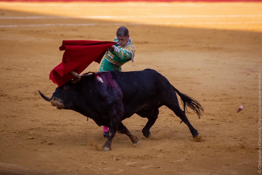 Taurina @ La plaza de La Malagueta, 2025-08-19 