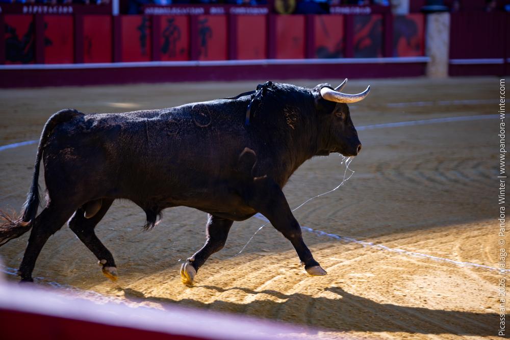 Corrida Picassiana 2026 @ Málaga, 04-04-2025