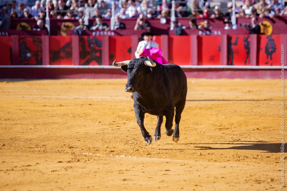 Corrida Picassiana 2026 @ Málaga, 04-04-2025