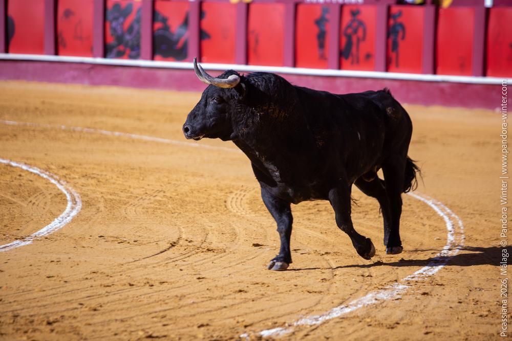 Corrida Picassiana 2026 @ Málaga, 04-04-2025