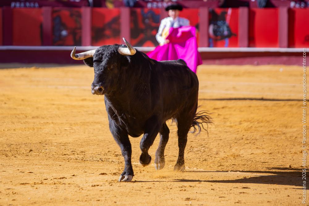 Corrida Picassiana 2026 @ Málaga, 04-04-2025