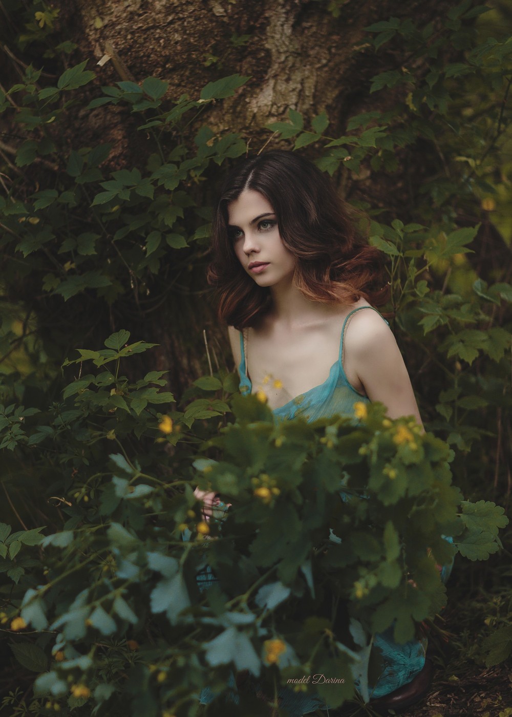 Darina