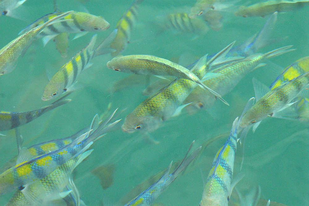 KO CHANG