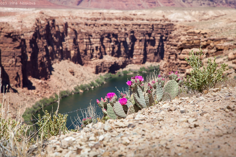 Travel - Canyons. USA.