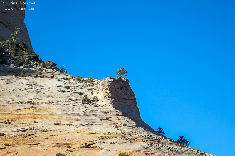 Zion National Park, Utah, USA