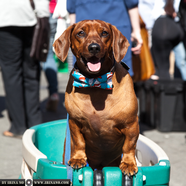Reportage - Woofstock 2013. Toronto