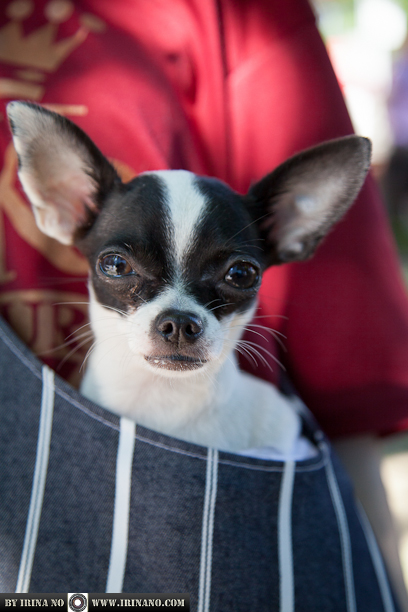 Reportage - Woofstock 2013. Toronto