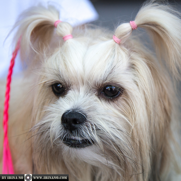 Reportage - Woofstock 2013. Toronto