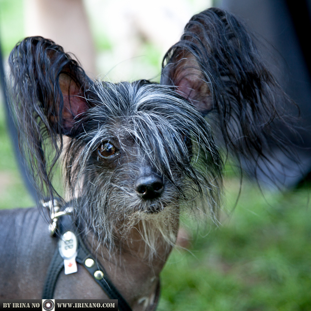 Reportage - Woofstock 2013. Toronto
