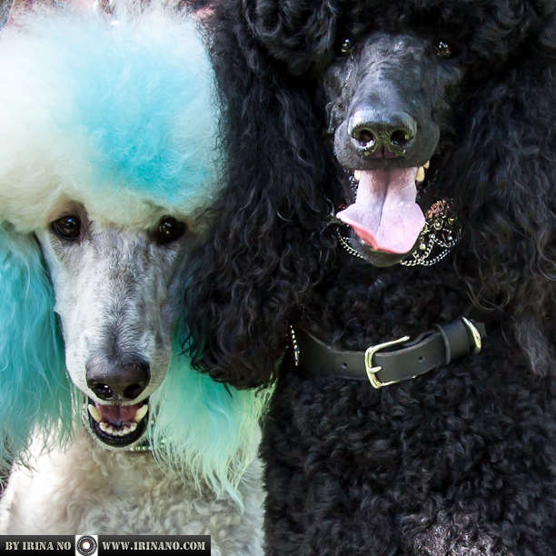 Reportage - Woofstock 2013. Toronto