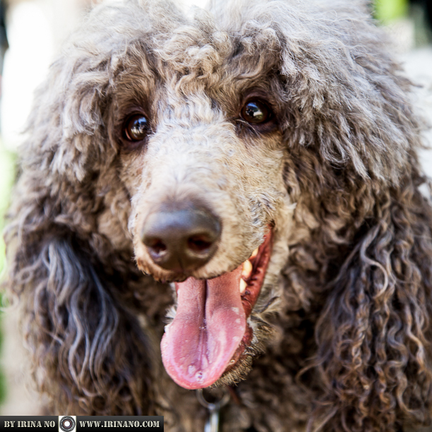 Reportage - Woofstock 2013. Toronto