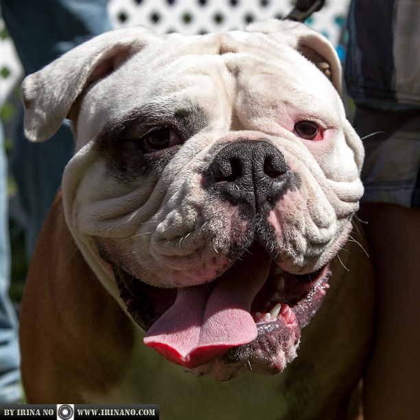 Reportage - Woofstock 2013. Toronto
