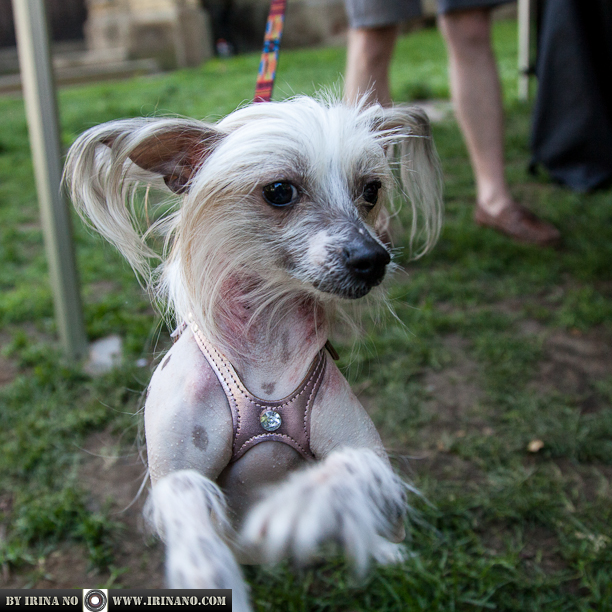 Reportage - Woofstock 2013. Toronto