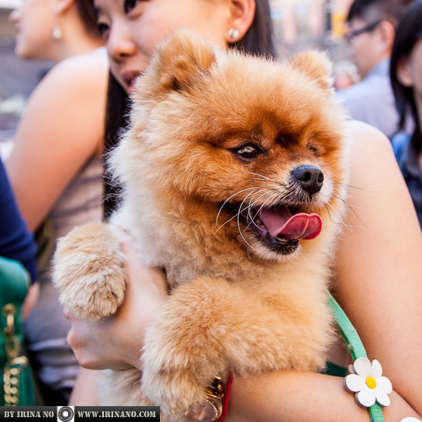 Reportage - Woofstock 2013. Toronto