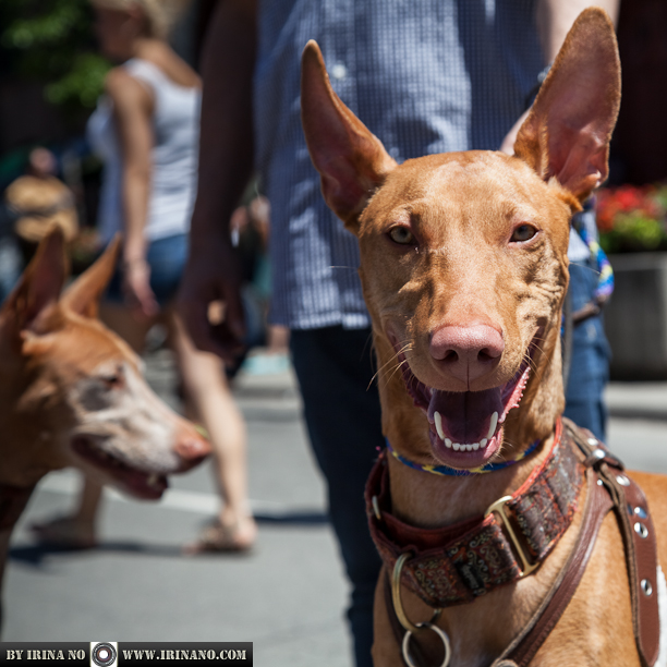 Reportage - Woofstock 2013. Toronto
