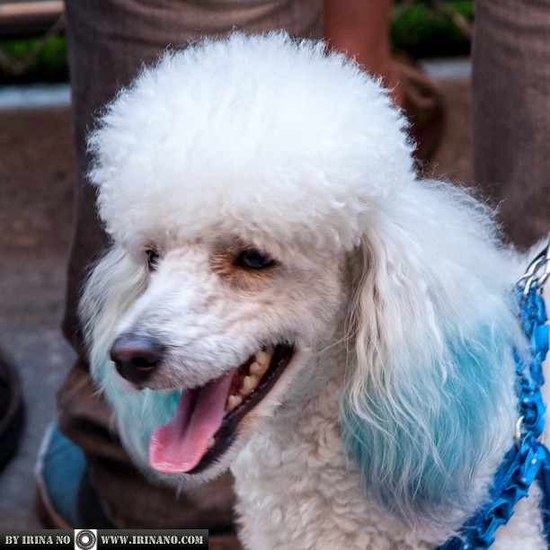 Reportage - Woofstock 2013. Toronto