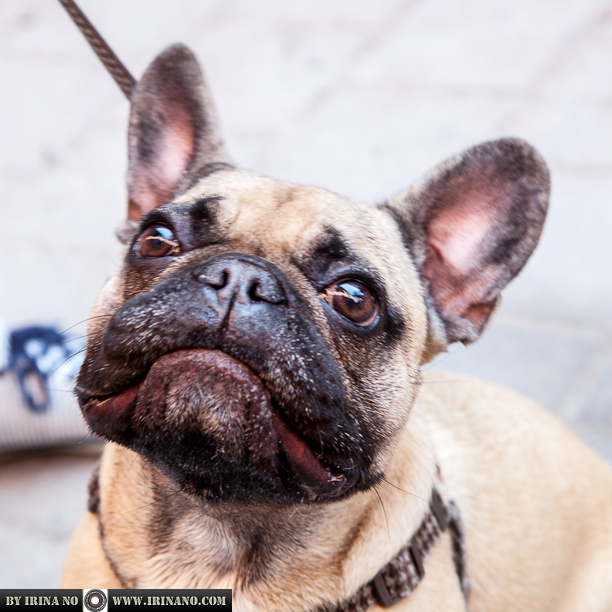Reportage - Woofstock 2013. Toronto