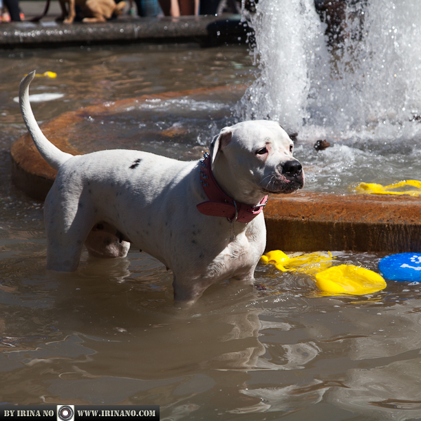 Reportage - Woofstock 2013. Toronto