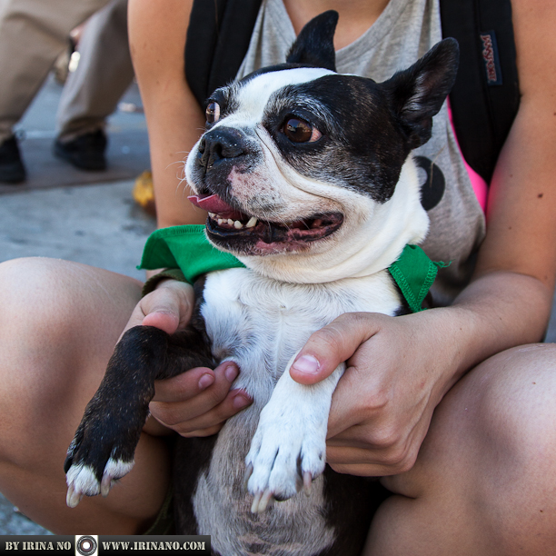 Reportage - Woofstock 2013. Toronto