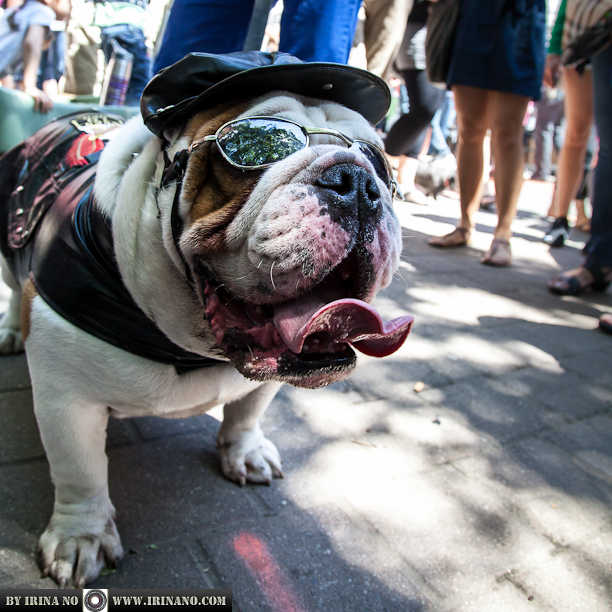 Reportage - Woofstock 2013. Toronto