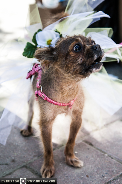 Reportage - Woofstock 2013. Toronto