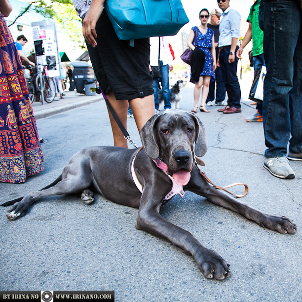 Reportage - Woofstock 2013. Toronto