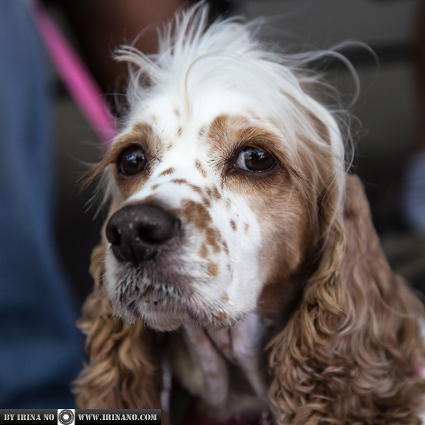 Reportage - Woofstock 2013. Toronto