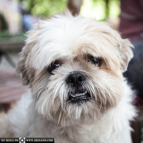 Reportage - Woofstock 2013. Toronto