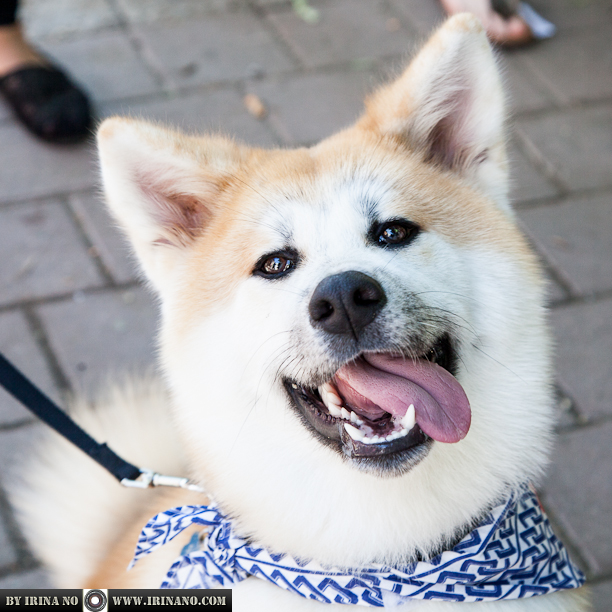 Reportage - Woofstock 2013. Toronto