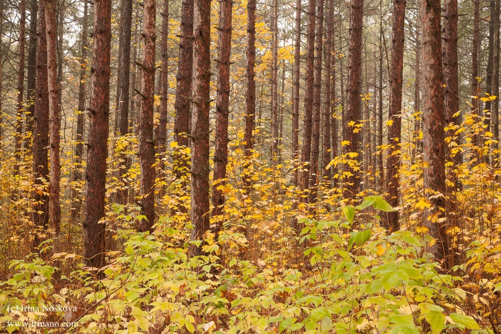 Travel - Ontario