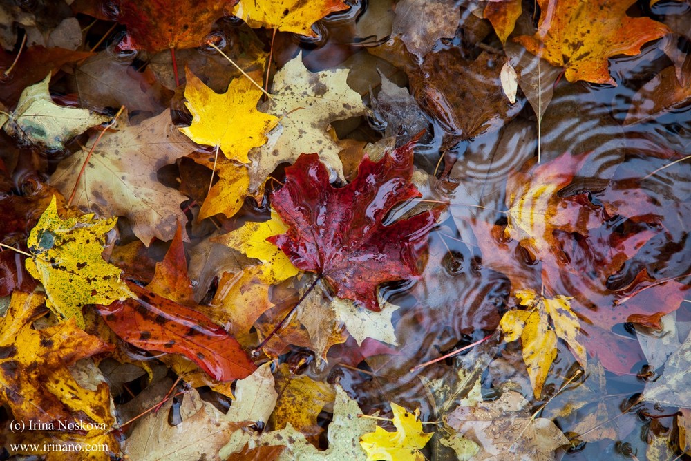 Travel - Ontario