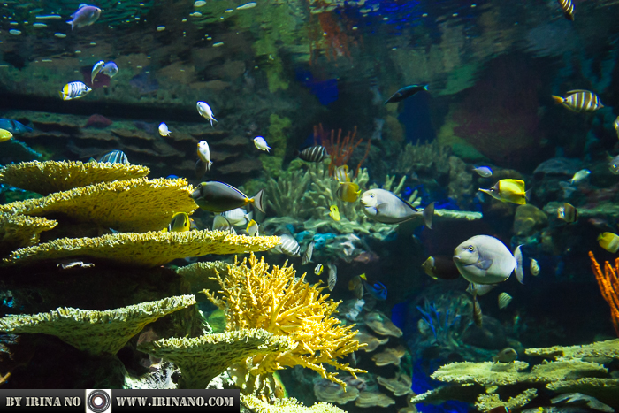 Reportage - Ripley`s Aquarium of Toronto