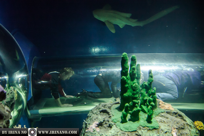 Reportage - Ripley`s Aquarium of Toronto