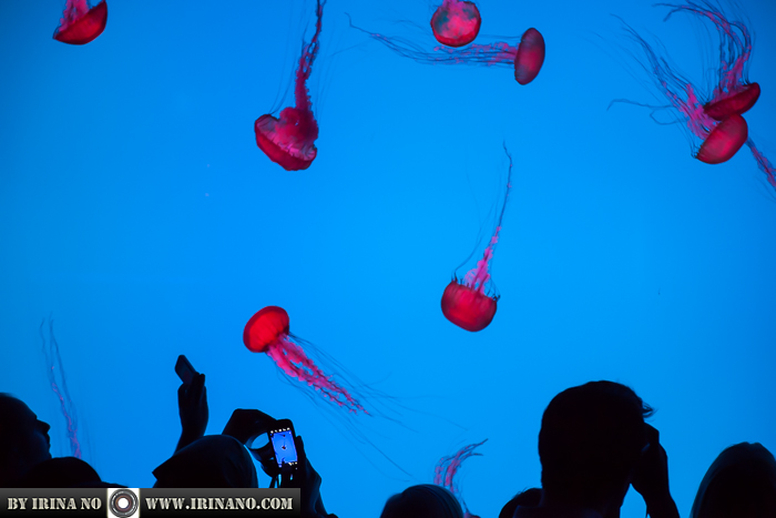 Reportage - Ripley`s Aquarium of Toronto