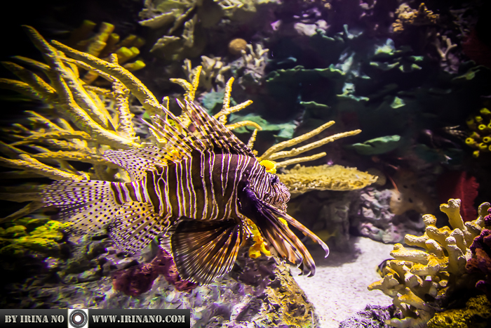Reportage - Ripley`s Aquarium of Toronto