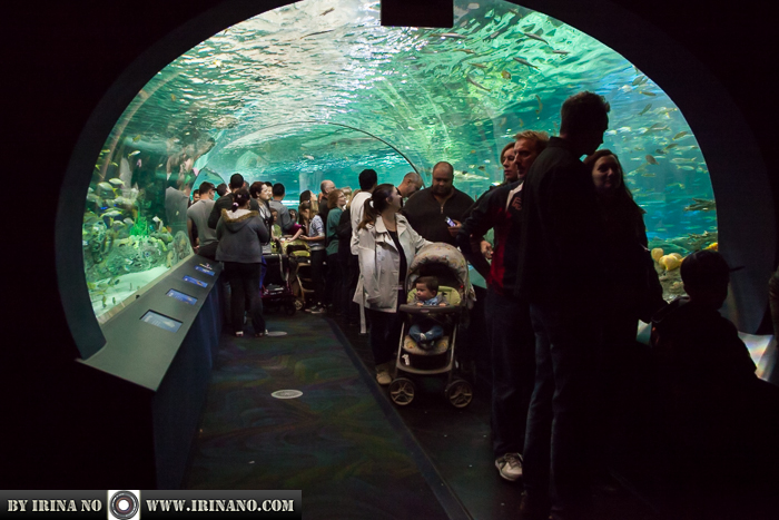 Reportage - Ripley`s Aquarium of Toronto