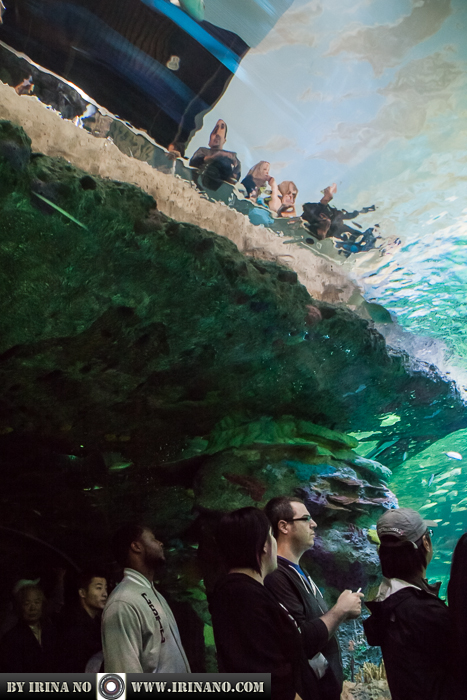 Reportage - Ripley`s Aquarium of Toronto
